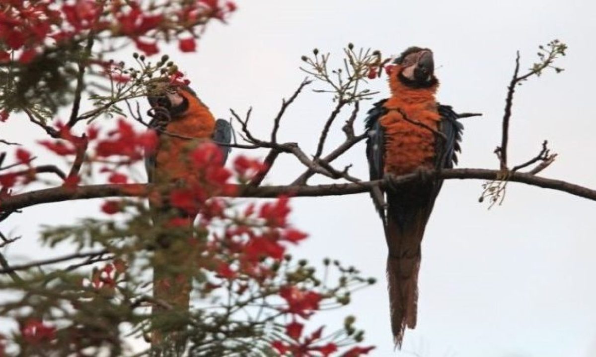 Imagem-do-dia-foto-Saul-Schramm-1-768x425-730x425