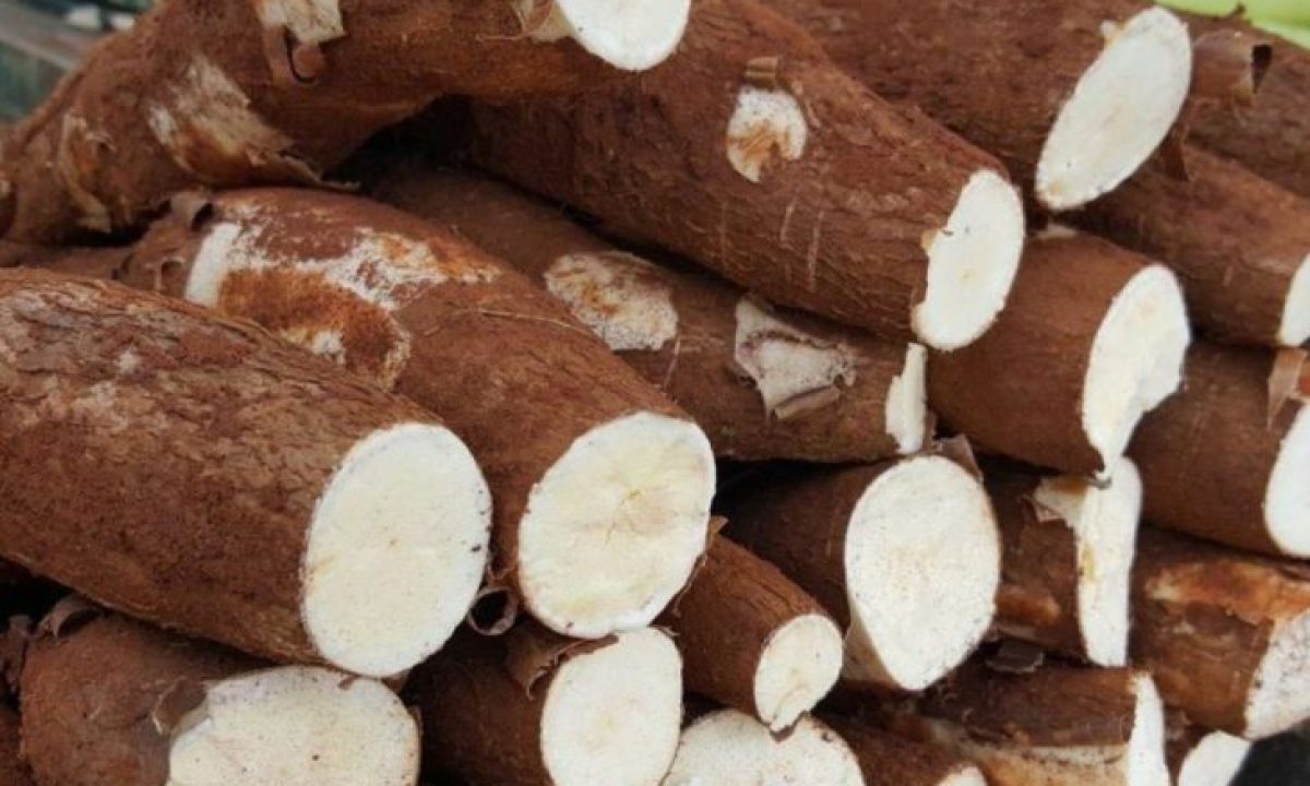 MANDIOCA-CEASA-730x480