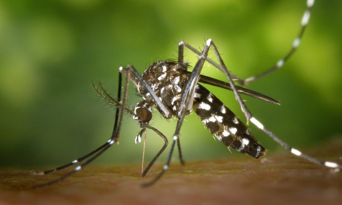 MOSQUITO-DENGUE-e1635335000273-2