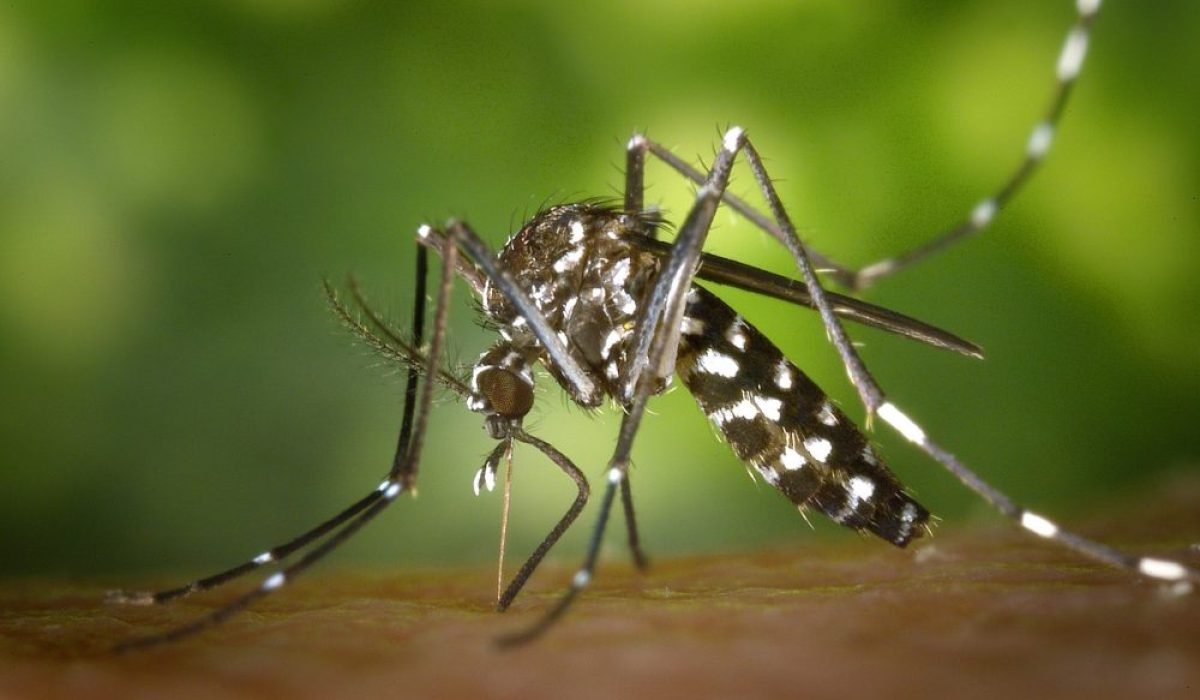 MOSQUITO-DENGUE-e1635335000273