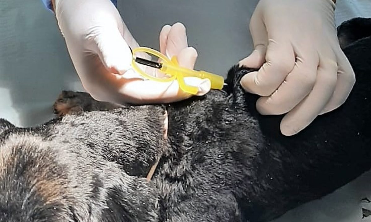 Microchipagem-de-Caes-e-Gatos-2