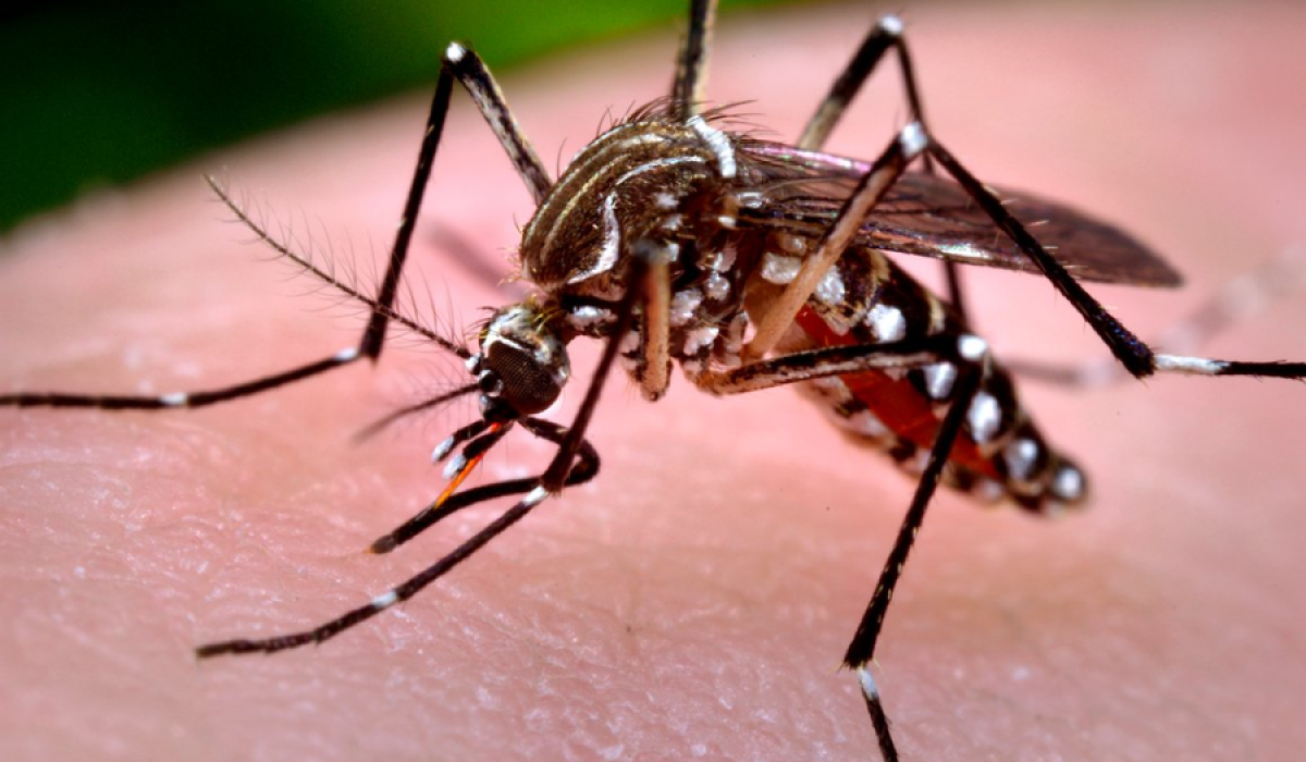 Mosquito-da-dengue-1-e1642512379919