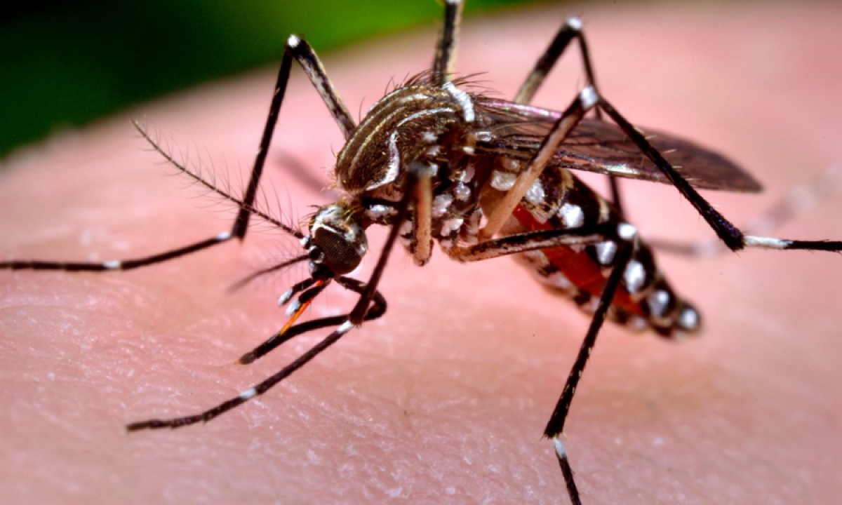 Mosquito-da-dengue-1-e1642512379919