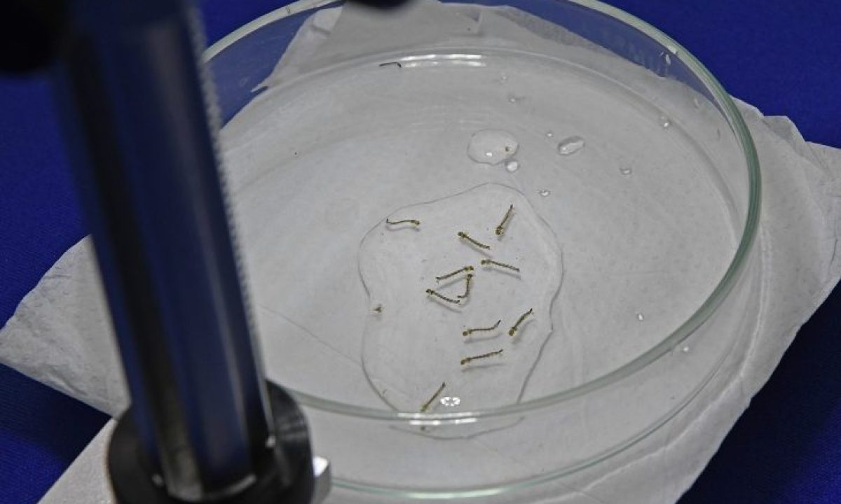 Mosquito-da-dengue-Foto-Bruno-Rezende-730x480