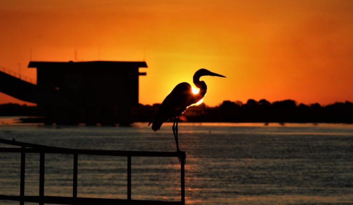 Pantanal-Foto-Saul-Schramm-3-730x480