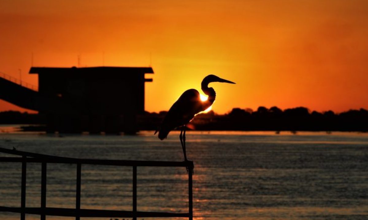 Pantanal-Foto-Saul-Schramm-3-730x480