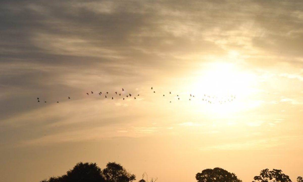 Pantanal-Tempo-Foto-Bruno-Rezende-01-730x480