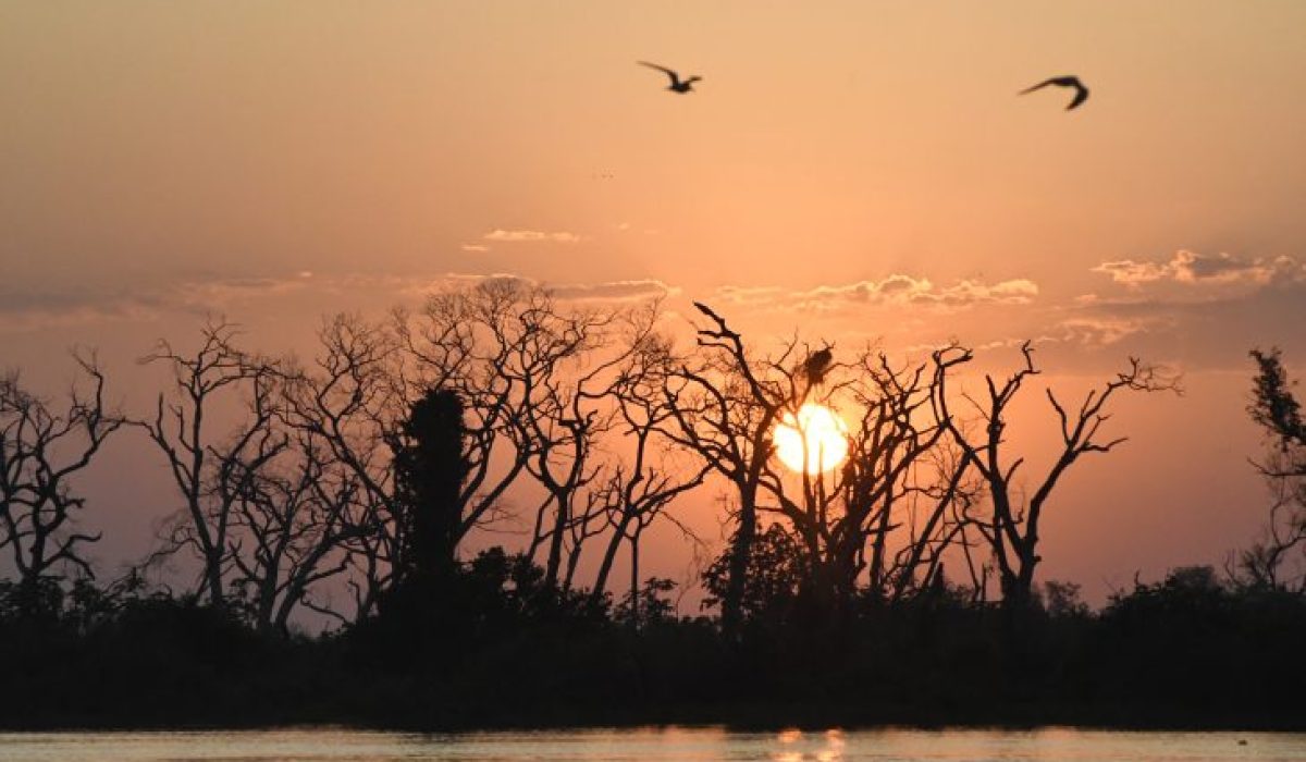 Pantanal-Tempo-Foto-Bruno-Rezende-15-730x480