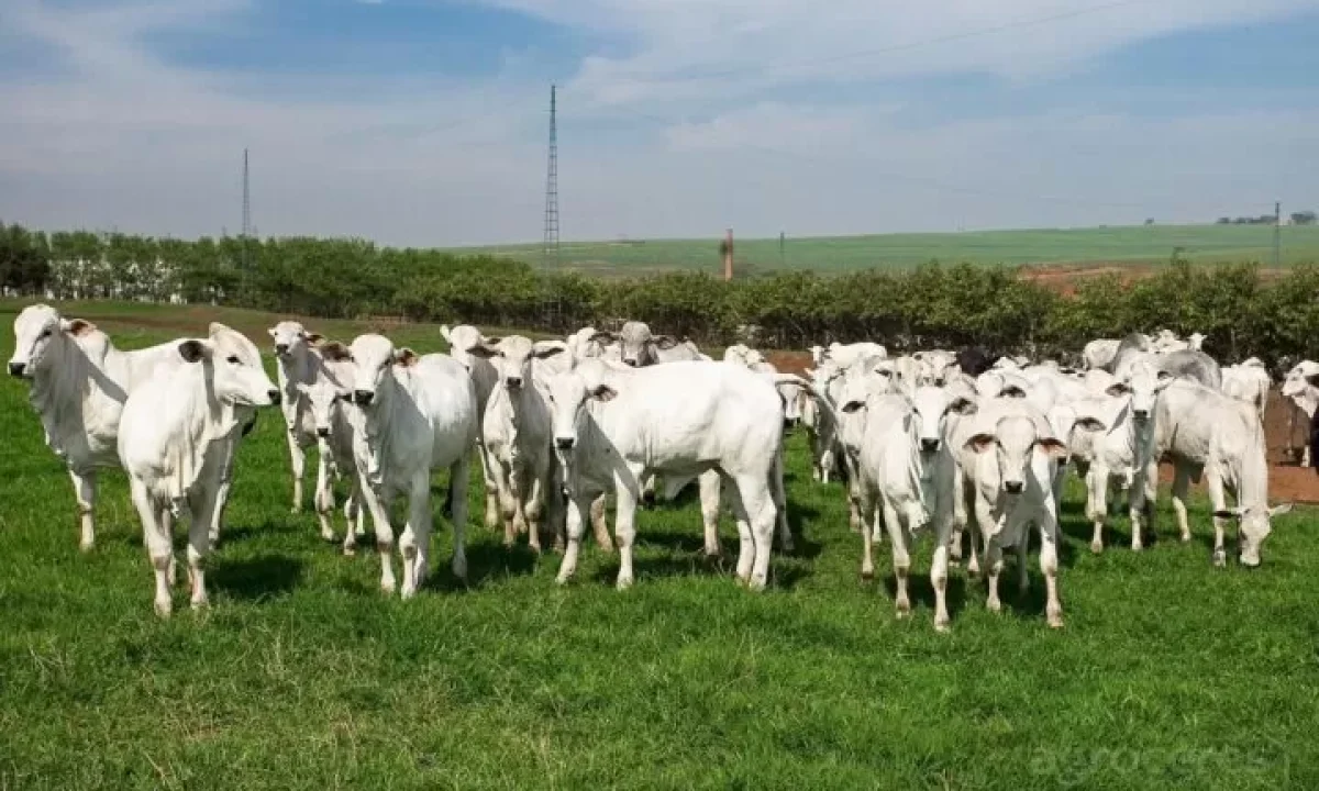 Pecuaria_de_Corte_Recria-e1682516995228