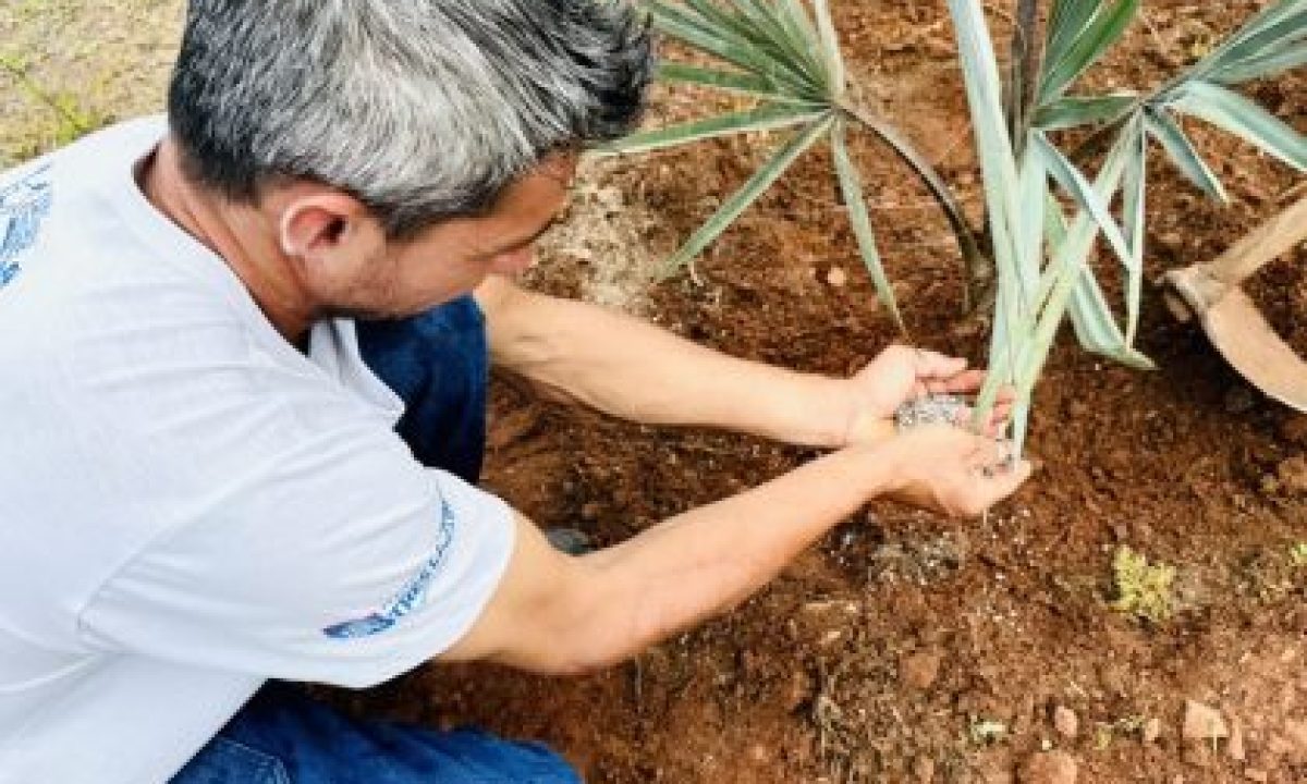 Plantio-de-arvore-1-scaled-420x280_c