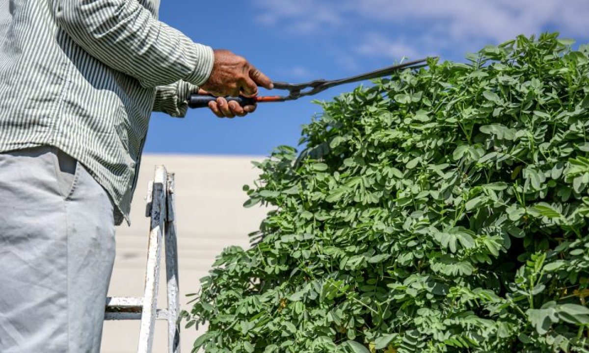 Podador-Freepik-Fotos-scaled-e1660308710923-2