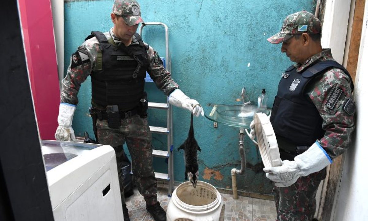 Resgate-de-Gamba-PMA-Foto-Bruno-Rezende-03-730x480