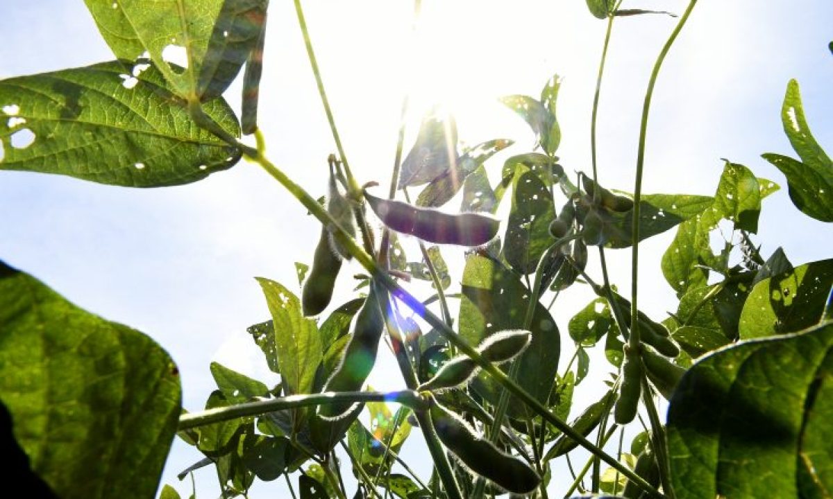 Soja-Foto-Bruno-Rezende-03-730x480