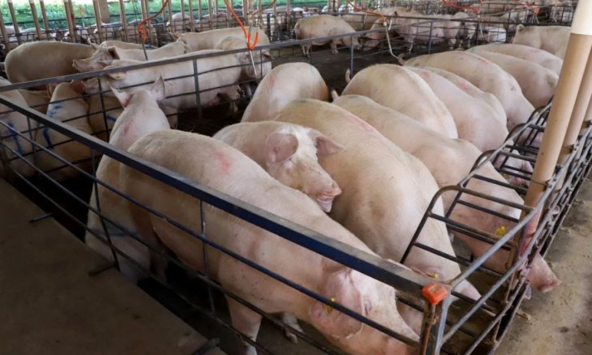 Suinocultura-730x480