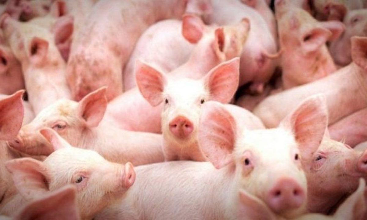 Suinos_19732-768x402-730x425