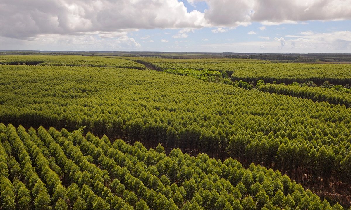 Suzano abre processos seletivos para diferentes áreas em Brasilândia, Ribas do Rio Pardo e Três Lagoas (MS)