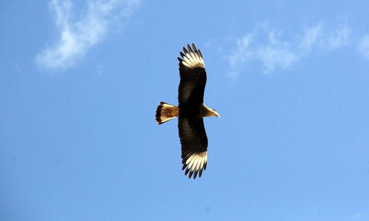 Tempo-Foto-Chico-Ribeiro-730x425