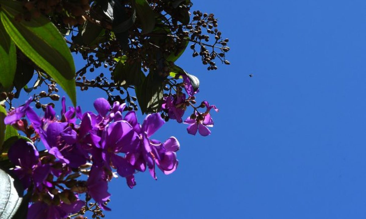 Tempo-Fto-Bruno-Rezende-2-730x480