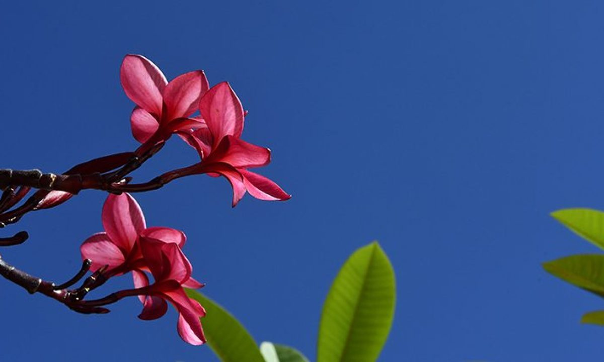 Tempo-Fto-Bruno-Rezende-730x425