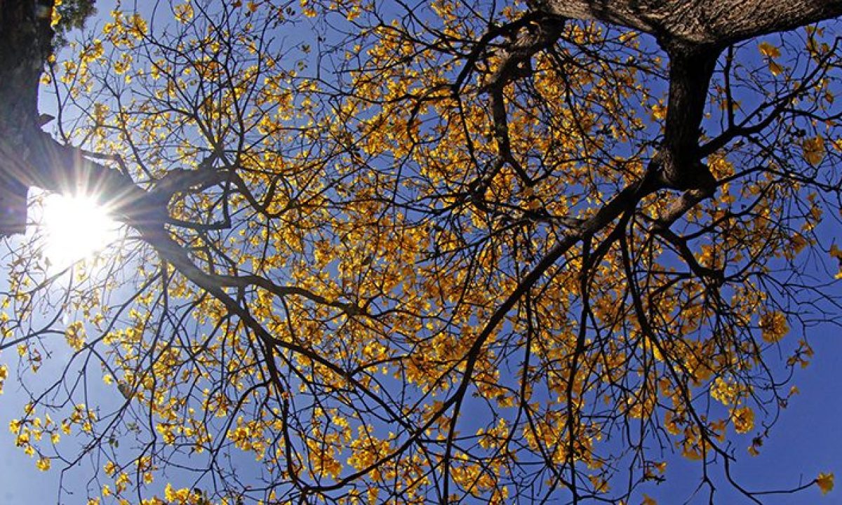 Tempo-Ipê-Amarelo-Fto-Chico-Ribeiro-9-730x425 (1)