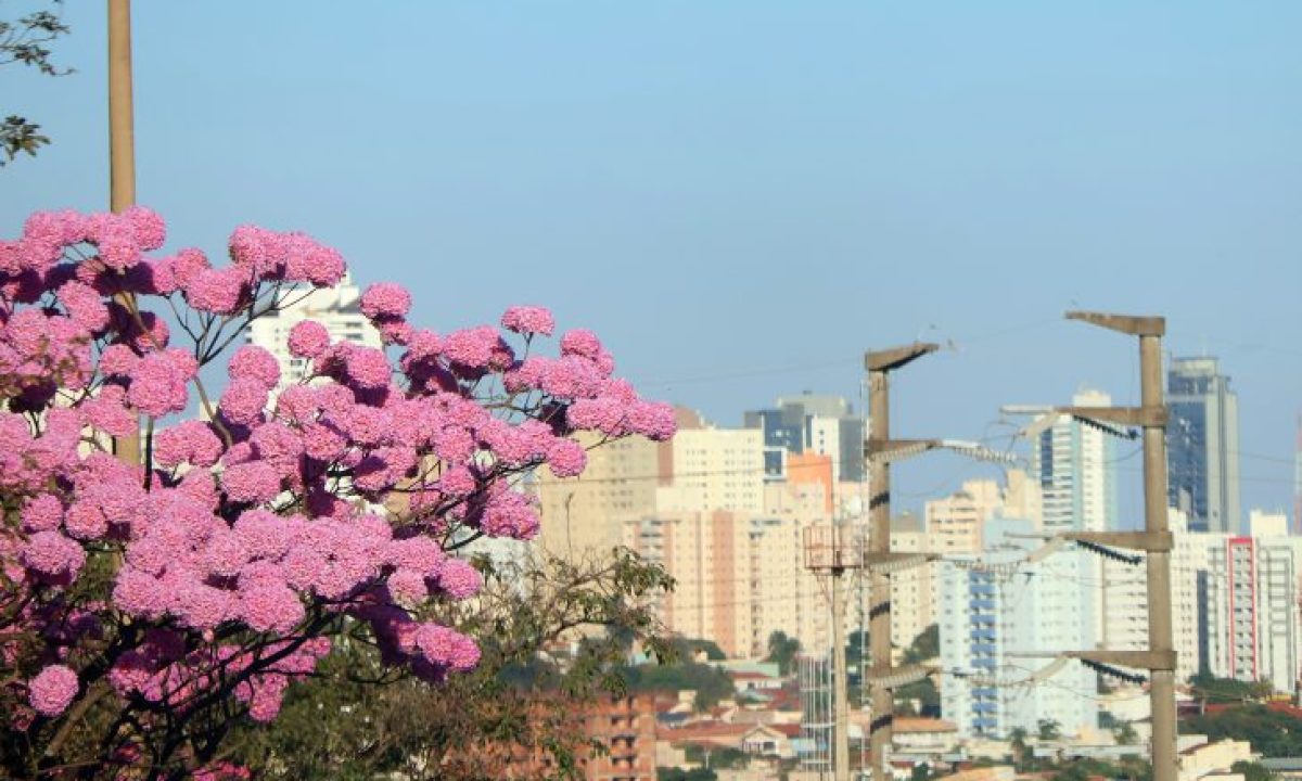 Tempo-Seco-Calor-Ipe-Foto-Alvaro-Rezende-730x480