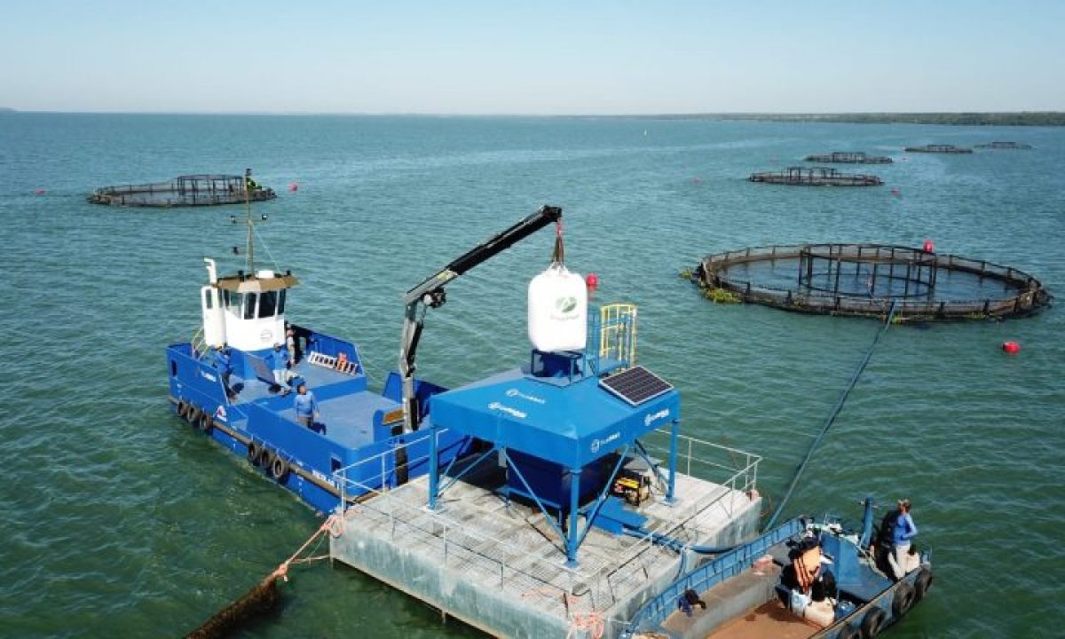 Tilabras-criação-de-tilápias-768x432