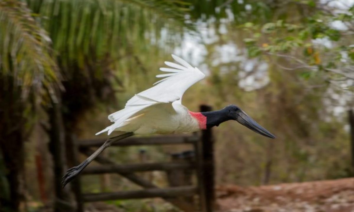 Tuiuiu-VisitMS-730x480