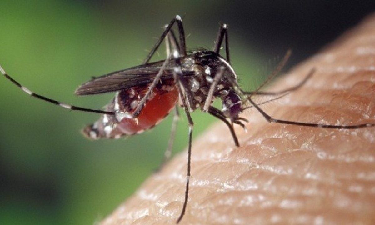 aedes-aegypit-dengue-15112018175059405
