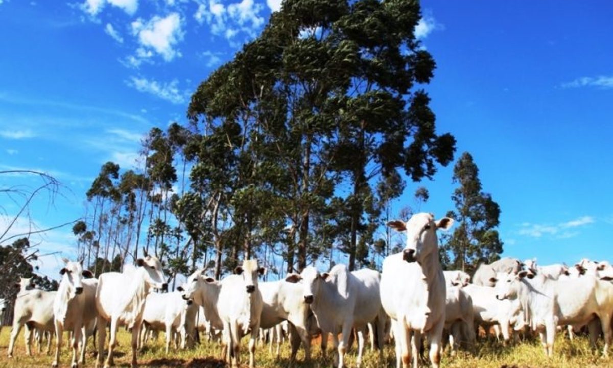 bois-semagro-e1686151496162-730x480