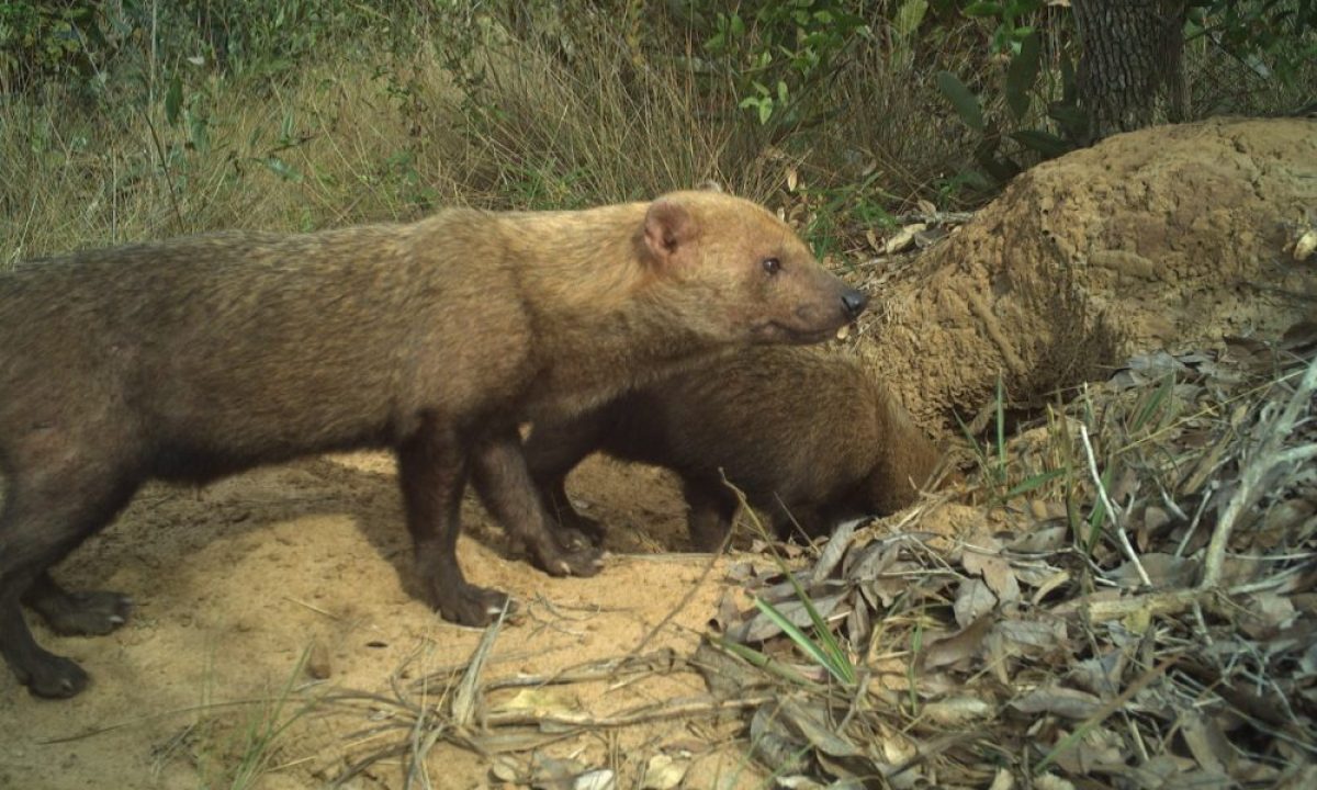 cachorro-vinagre-e1662307588376