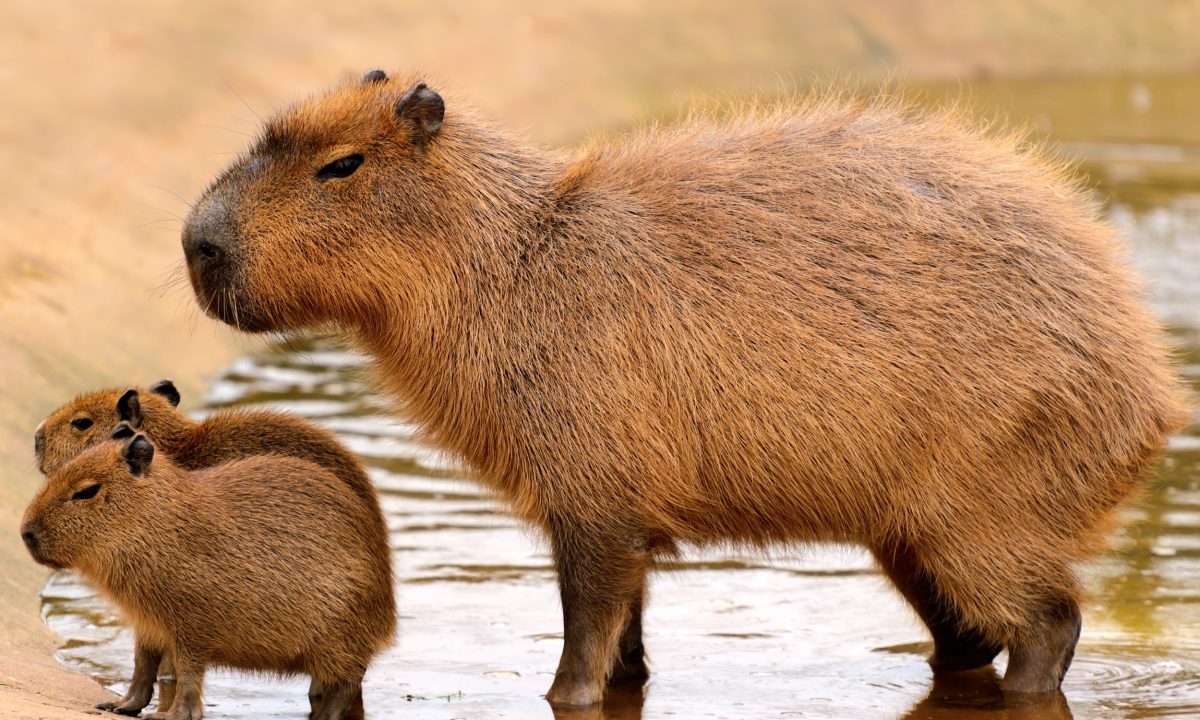 capivara-104462285
