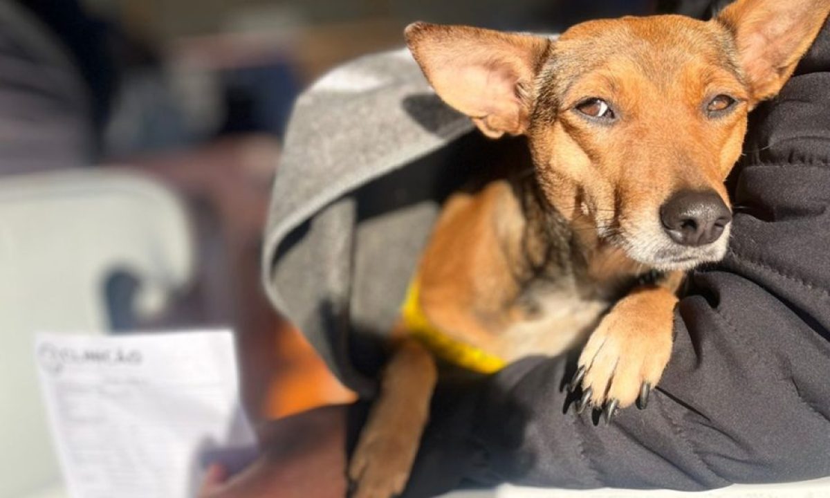 caravana-da-castracao-scaled