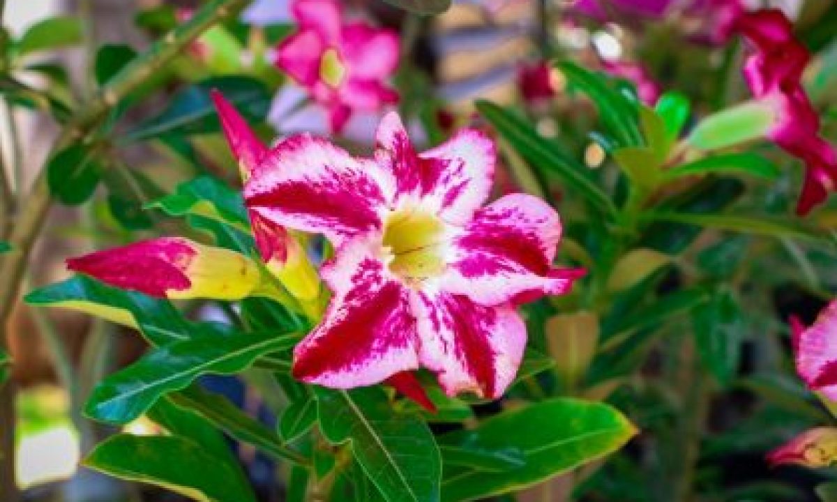 casa_do_artesao-7-420x280_c