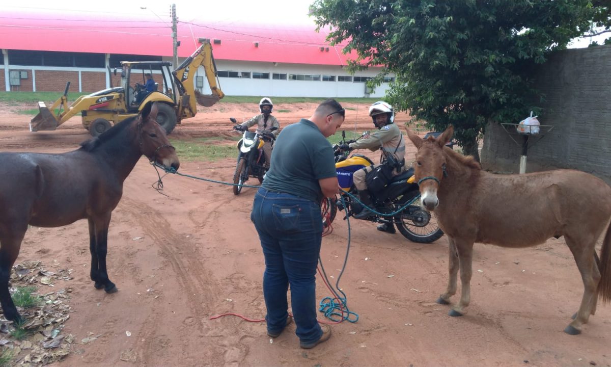 cavalos-maus-tratos-2022-4