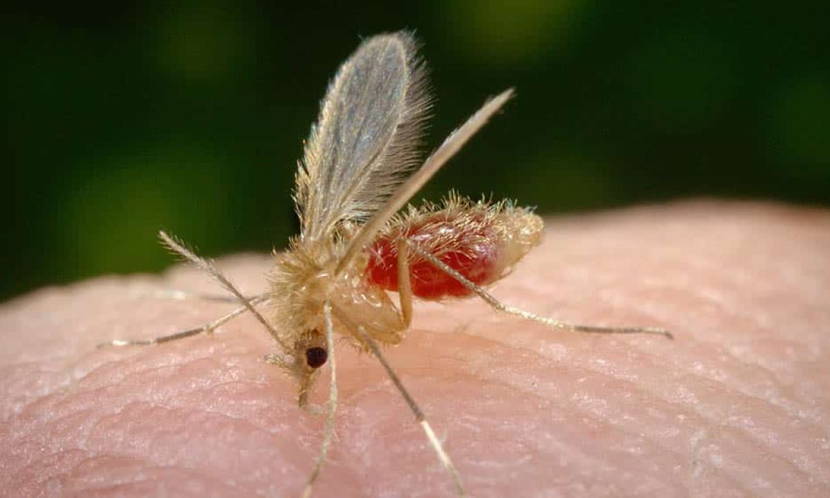 drauzio-mosquito-palha-leishmaniose-Phlebotomus_pappatasi-Centers-for-Disease-Control-and-Preventions-Public-Health-Image-Library-1000x563