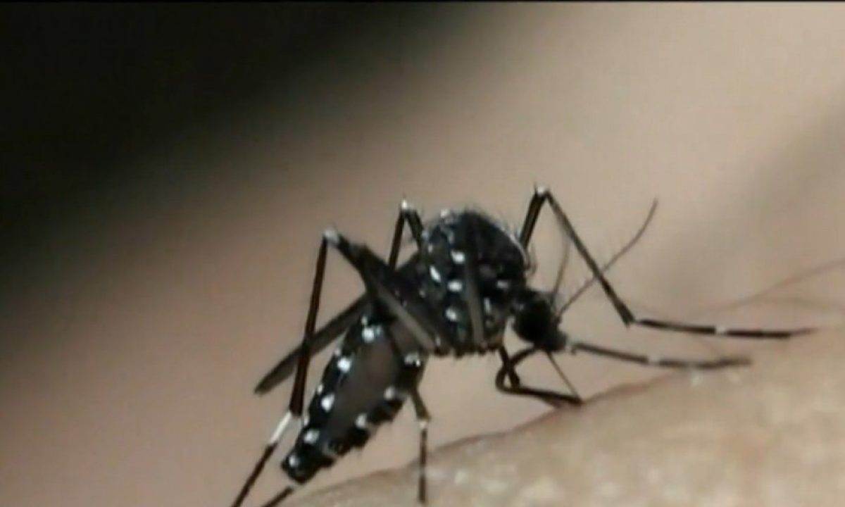 es1-vix-pgm-jan-dez-dengue-no-es.mp4-snapshot-07.00.814