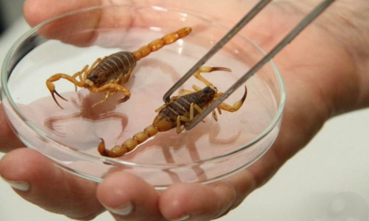 escorpião_divulgação-768x512