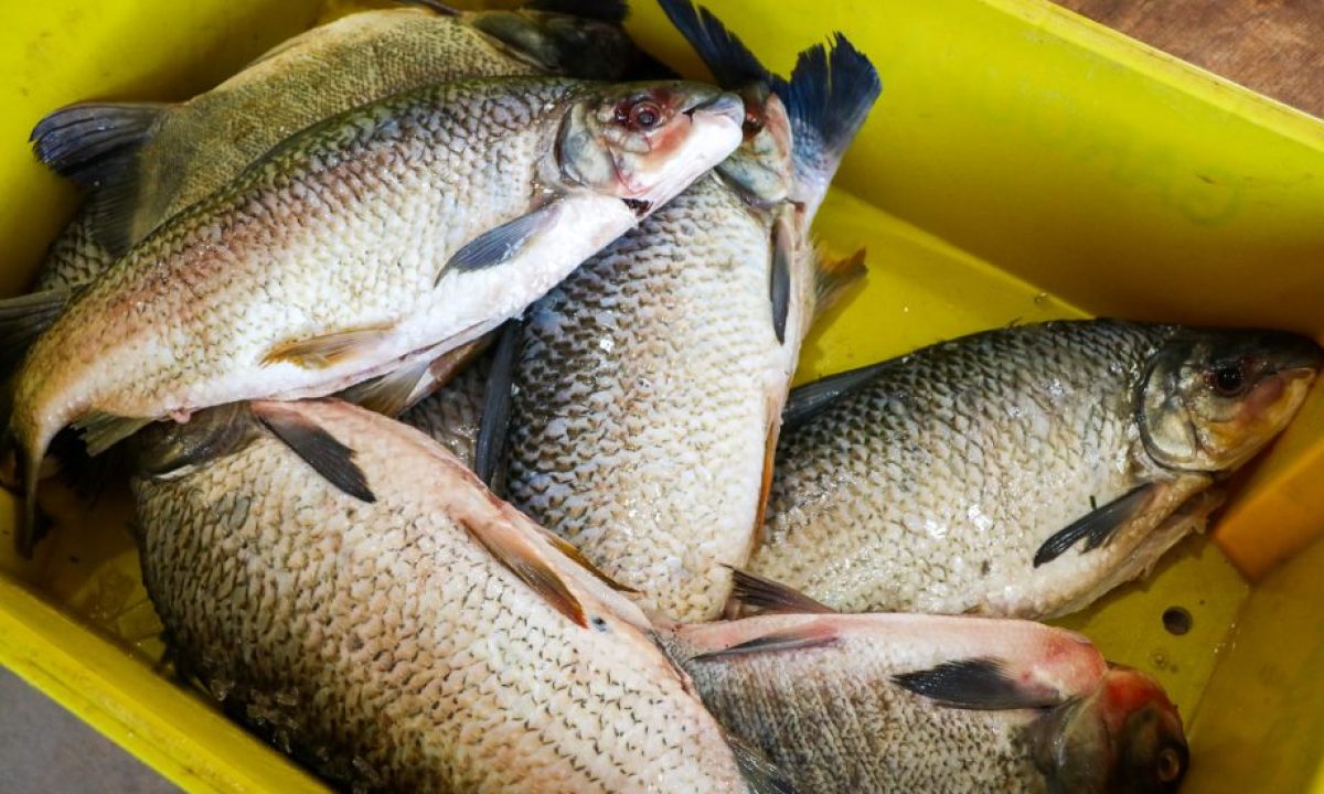 feira_do_peixe-19-e1680695006188