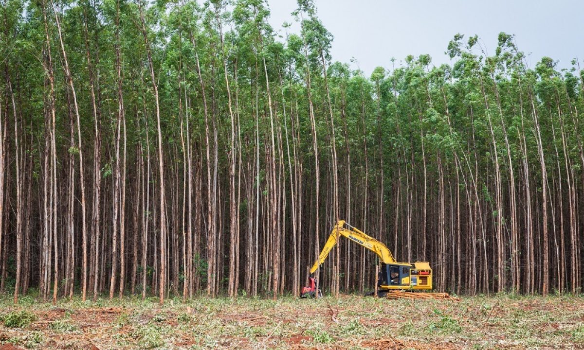 florestal-suzano-colheita