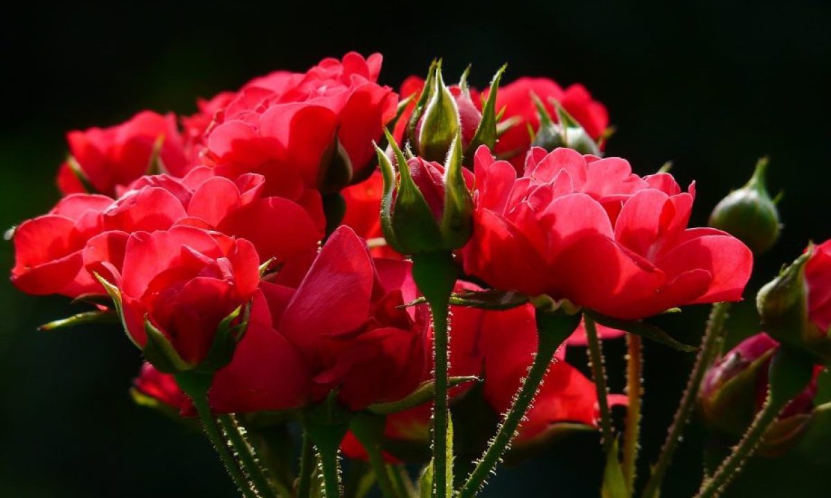 flowers-4232_1280-scaled