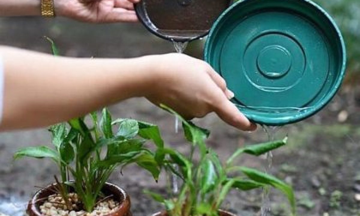 foco-dengue-420x280_c