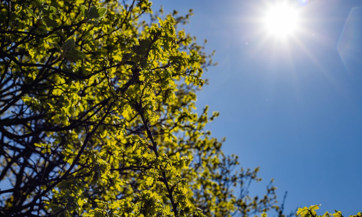 A low angle shot of a green-leafed tree under a bright sky