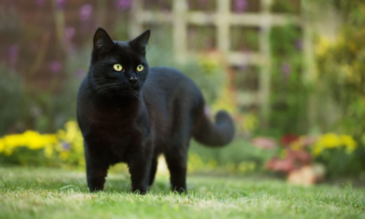 gato-preto-1024x683