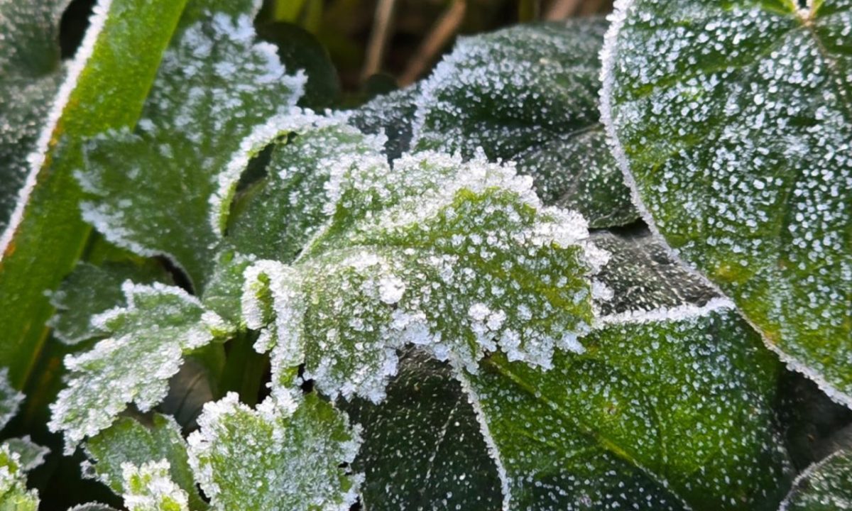 geadas-no-rio-grande-do-sul-e-em-santa-catarina-confira-imagens-e-entenda-o-fenomeno-1715835168596_1280