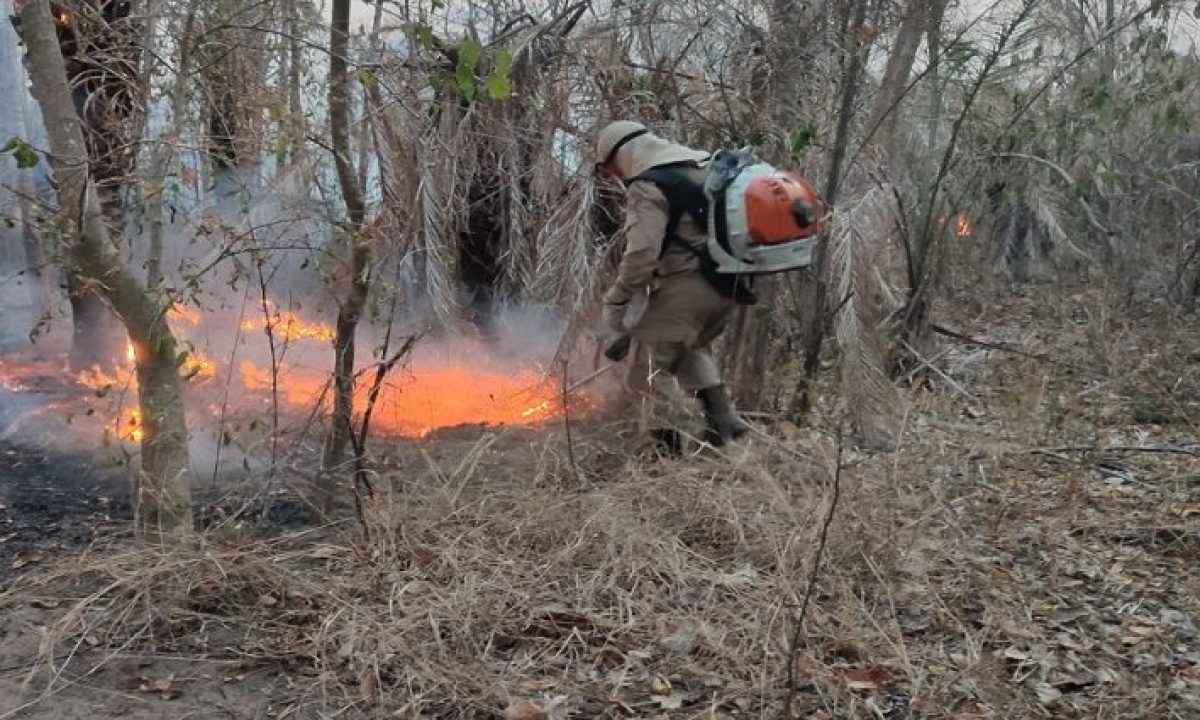 incendios_colonia-sao-domingos-768x425-1-730x425 (1)