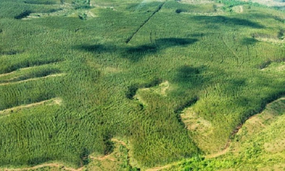 meio-ambiente-desafios_luciana-macêdo-730x425