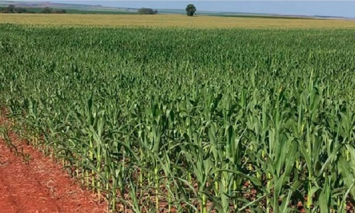 milho-estiagem-730x425