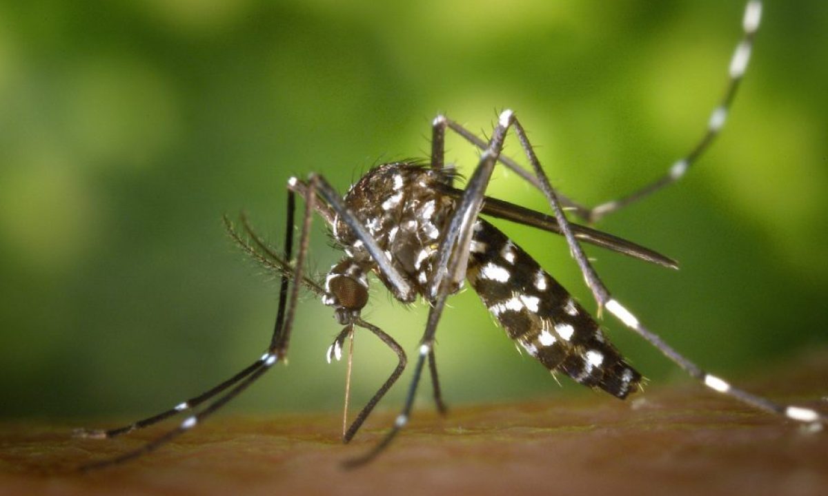 ministerio-da-saude-campanha-contra-aedes-aegypti-scaled