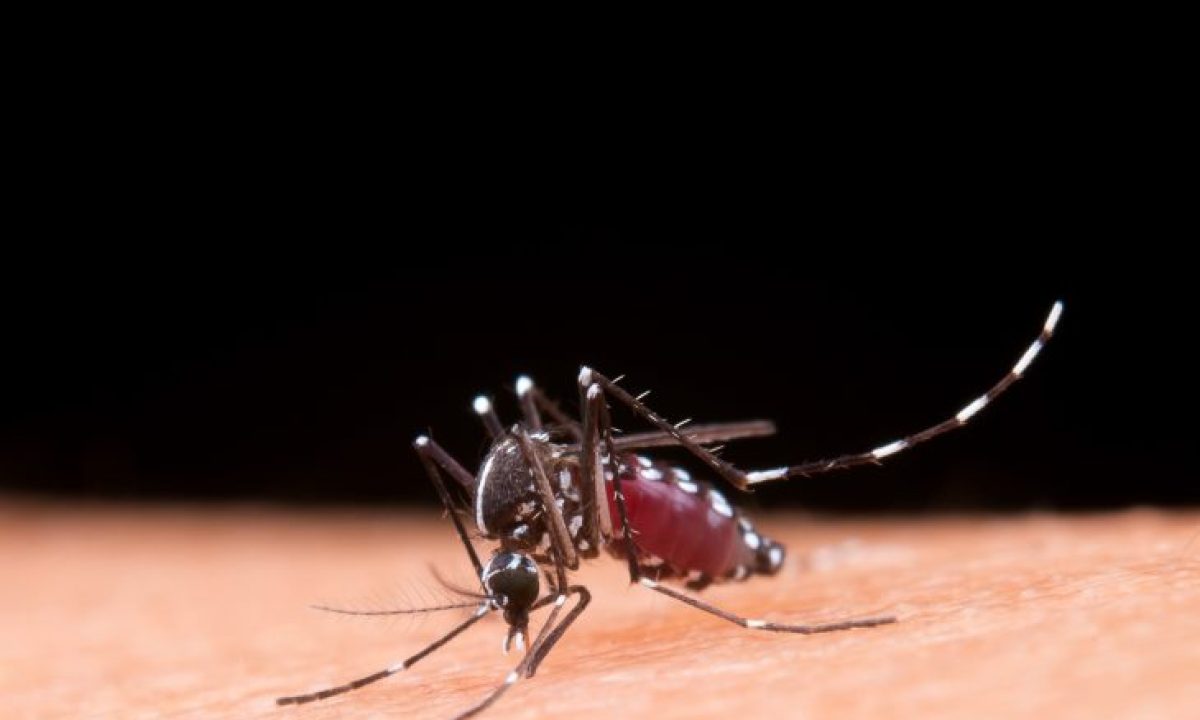 mosquito-dengue-freepik-730x480
