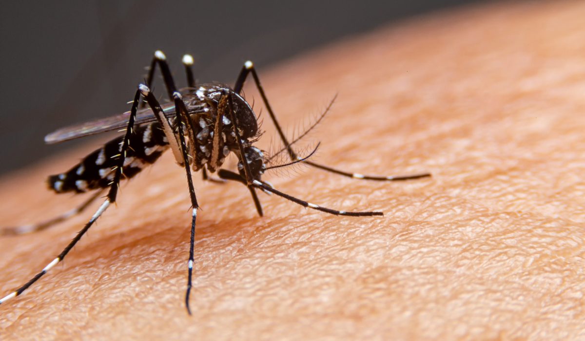 mosquito-dengue-scaled-1